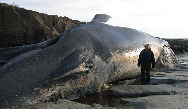 Click image for larger version

Name:	blue-whale.jpg
Views:	1
Size:	55.5 KB
ID:	1297126