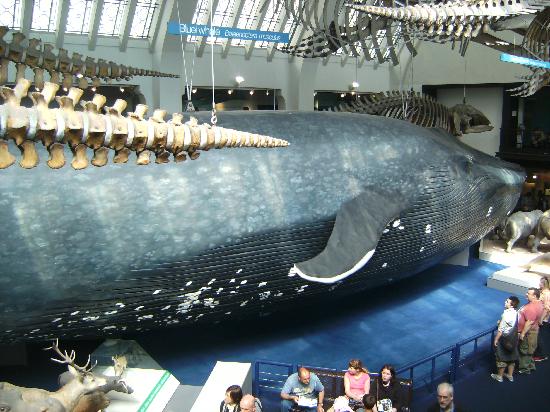 Click image for larger version

Name:	blue-whale.jpg
Views:	1
Size:	54.2 KB
ID:	1297127