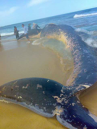 Click image for larger version

Name:	blue-whale.jpg
Views:	1
Size:	103.0 KB
ID:	1297128