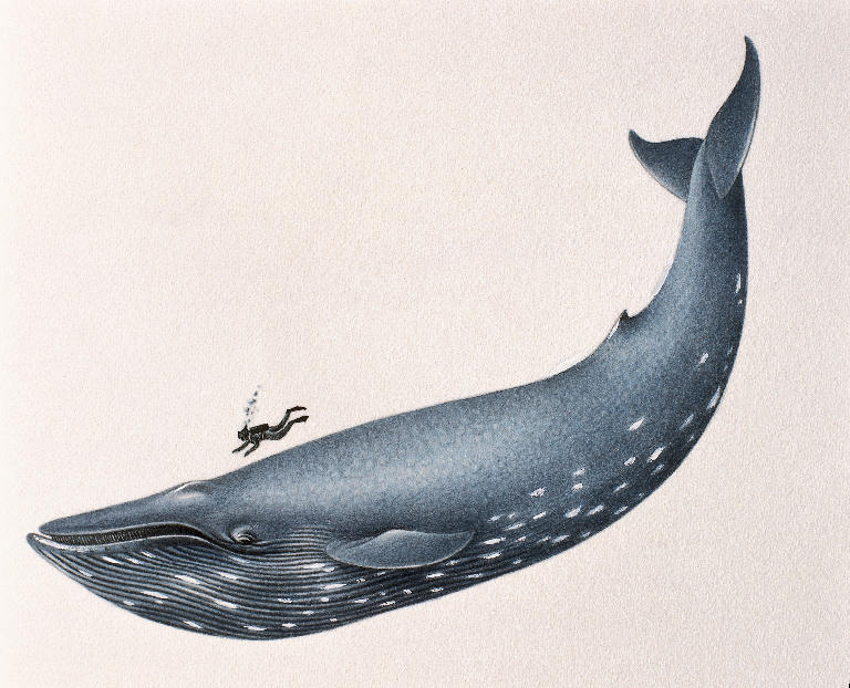 Click image for larger version

Name:	blue-whale.jpg
Views:	1
Size:	83.5 KB
ID:	1297129