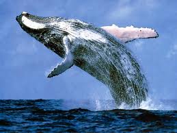Click image for larger version

Name:	blue-whale.jpg
Views:	1
Size:	9.5 KB
ID:	1297130