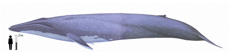 Click image for larger version

Name:	mk42658_blue whale1.gif
Views:	1
Size:	12.6 KB
ID:	1297131