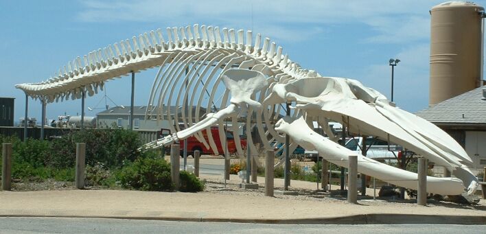 Click image for larger version

Name:	mk58786_bluewhaleskeleton.jpg
Views:	1
Size:	64.0 KB
ID:	1297132