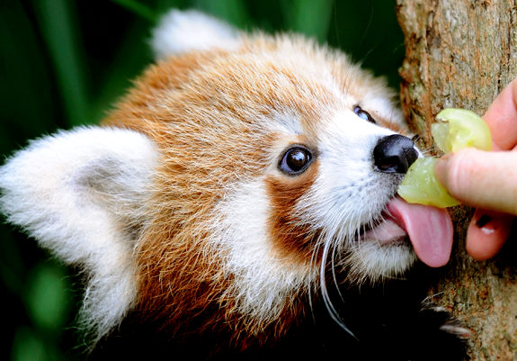 Click image for larger version

Name:	red_panda_7.jpg
Views:	1
Size:	72.4 KB
ID:	1297139