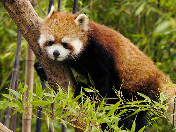 Click image for larger version

Name:	red-panda_img01-l.jpg
Views:	1
Size:	162.8 KB
ID:	1297143