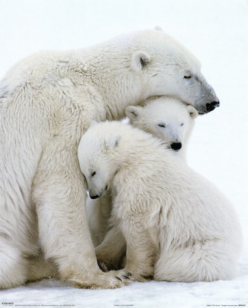 Click image for larger version

Name:	polar-bear-family.jpg
Views:	1
Size:	51.3 KB
ID:	1297146