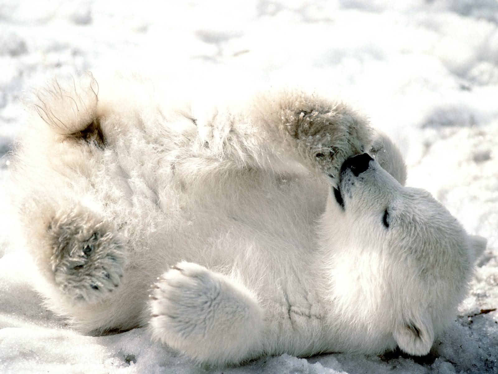 Click image for larger version

Name:	Baby-Polar-Bear.jpg
Views:	1
Size:	116.9 KB
ID:	1297148
