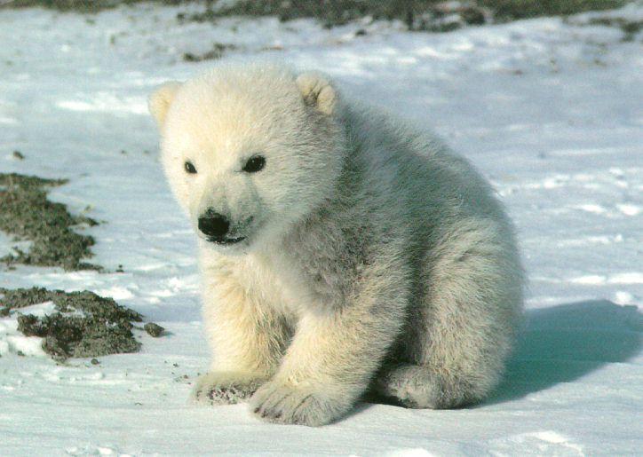 Click image for larger version

Name:	polar-bear.jpg
Views:	1
Size:	60.4 KB
ID:	1297153