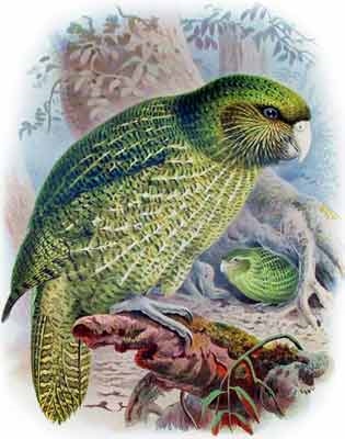 Click image for larger version

Name:	kakapo.jpg
Views:	1
Size:	34.7 KB
ID:	1297189