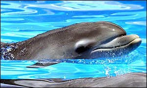 Click image for larger version

Name:	_39218825____fish300.jpg
Views:	1
Size:	17.1 KB
ID:	1297195