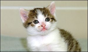 Click image for larger version

Name:	_35726435_cc300.jpg
Views:	1
Size:	8.7 KB
ID:	1297276