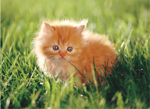 Click image for larger version

Name:	1350-30PCFLOORPUZZLE-KITTEN.JPG
Views:	1
Size:	78.6 KB
ID:	1297277