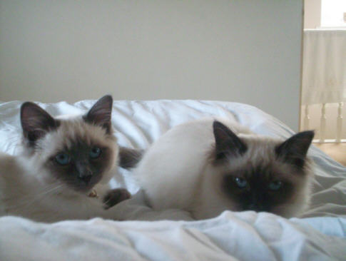 Click image for larger version

Name:	cocokai.jpg
Views:	1
Size:	20.6 KB
ID:	1297279