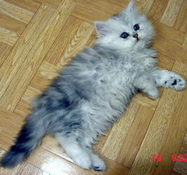 Click image for larger version

Name:	kitty-702980.jpg
Views:	1
Size:	16.4 KB
ID:	1297280
