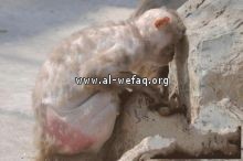 Click image for larger version

Name:	0c965adcb15bf8ec793006f75bee87ae.jpg
Views:	1
Size:	9.9 KB
ID:	1356578