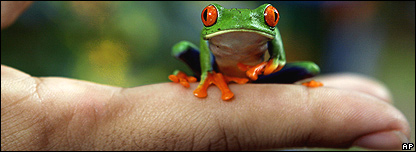 Click image for larger version

Name:	_44373018_redeyefrog_416.jpg
Views:	1
Size:	34.8 KB
ID:	1297318