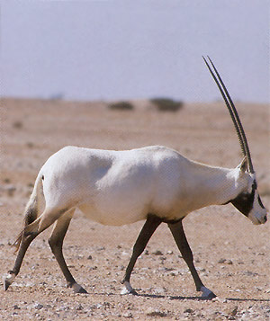 Click image for larger version

Name:	species4.jpg
Views:	1
Size:	30.3 KB
ID:	1297323