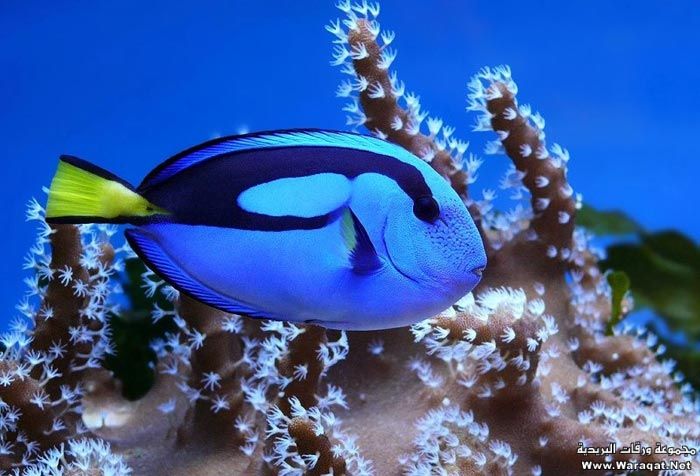 Click image for larger version

Name:	10.jpg
Views:	2
Size:	64.5 KB
ID:	1297326