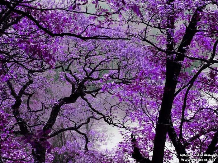 Click image for larger version

Name:	12.jpg
Views:	2
Size:	134.7 KB
ID:	1297328