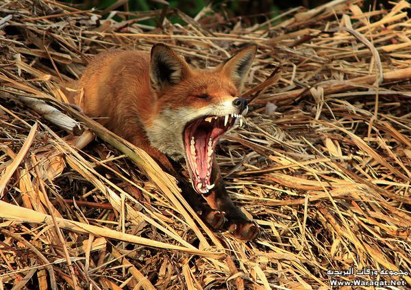 Click image for larger version

Name:	2.jpg
Views:	1
Size:	102.2 KB
ID:	1297436