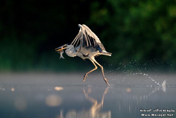 Click image for larger version

Name:	4.jpg
Views:	1
Size:	25.2 KB
ID:	1297439