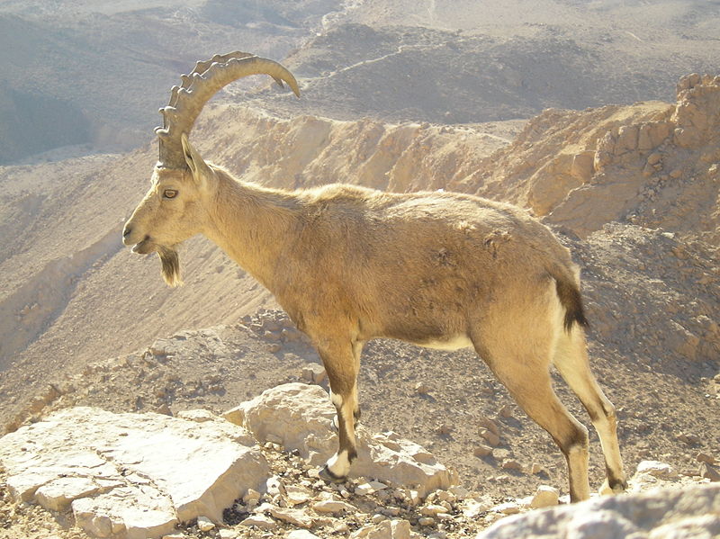Click image for larger version

Name:	800px-Nubian_Ibex_in_Negev.jpg
Views:	1
Size:	124.5 KB
ID:	1297976