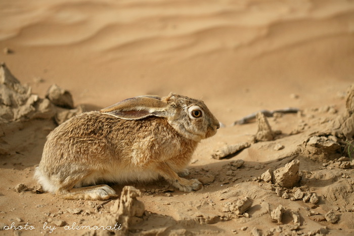 Click image for larger version

Name:	800px-Nubian_Ibex_in_Negev.jpg
Views:	1
Size:	126.6 KB
ID:	1297977