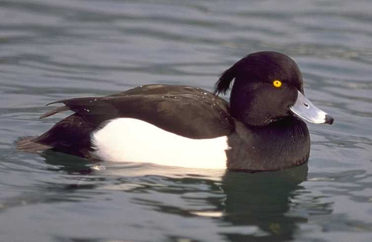 Click image for larger version

Name:	Tufted duck.jpg
Views:	1
Size:	22.0 KB
ID:	1297985