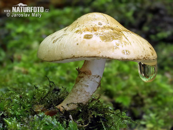 Click image for larger version

Name:	dewdrop-dapperling-592.jpg
Views:	1
Size:	101.8 KB
ID:	1300610