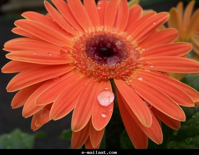 Click image for larger version

Name:	4bde805c850a5.jpg
Views:	1
Size:	48.5 KB
ID:	1300572