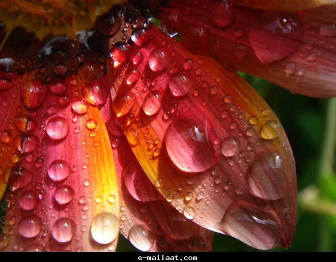Click image for larger version

Name:	4bde80169f218.jpg
Views:	1
Size:	59.9 KB
ID:	1300578