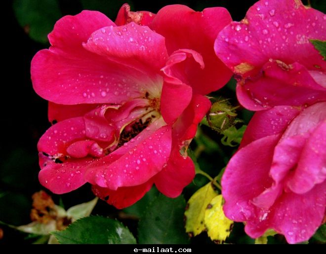 Click image for larger version

Name:	4bde8042416d6.jpg
Views:	1
Size:	52.2 KB
ID:	1300581