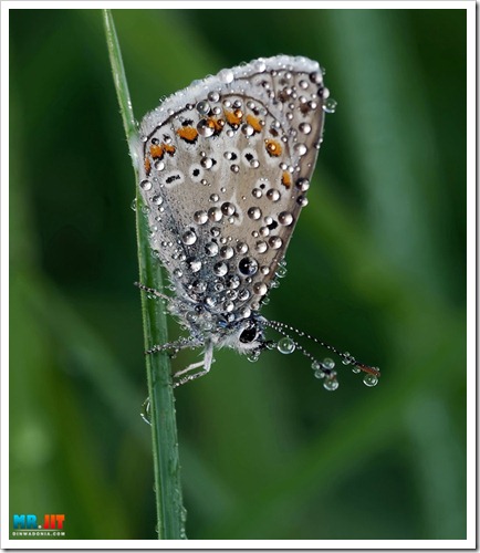 Click image for larger version

Name:	butterfly_thumb.jpg
Views:	1
Size:	51.9 KB
ID:	1300596