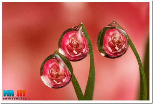 Click image for larger version

Name:	carnation_thumb.jpg
Views:	1
Size:	44.0 KB
ID:	1300599