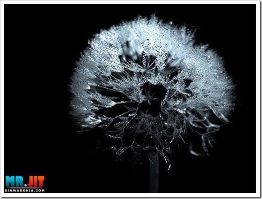 Click image for larger version

Name:	dew1_thumb.jpg
Views:	1
Size:	51.2 KB
ID:	1300605