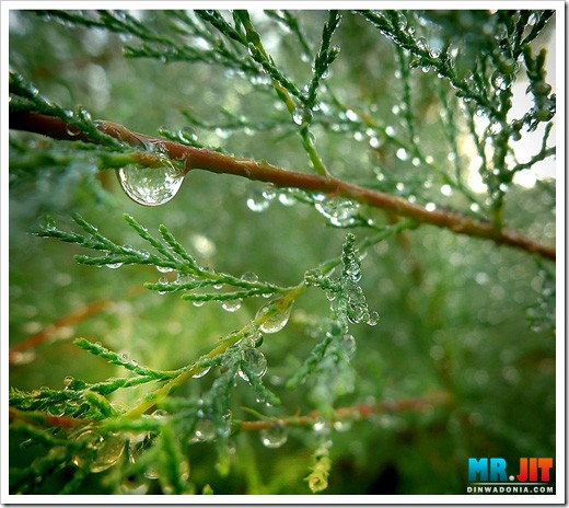 Click image for larger version

Name:	dew4_thumb.jpg
Views:	1
Size:	87.9 KB
ID:	1300606