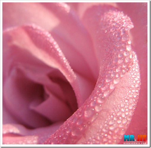 Click image for larger version

Name:	dew7_thumb.jpg
Views:	1
Size:	58.1 KB
ID:	1300607