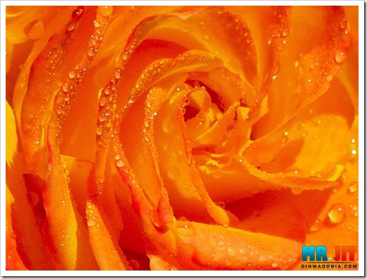 Click image for larger version

Name:	dew8_thumb.jpg
Views:	1
Size:	75.8 KB
ID:	1300608