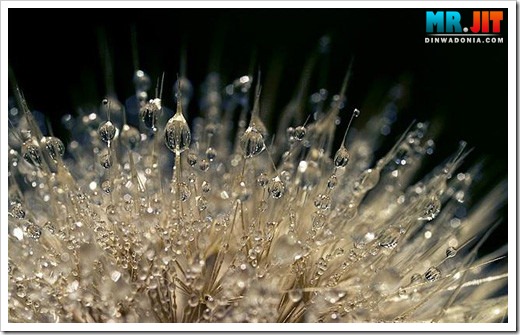 Click image for larger version

Name:	pearl_thumb.jpg
Views:	1
Size:	62.4 KB
ID:	1300612