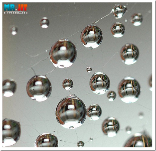 Click image for larger version

Name:	webcob_thumb.jpg
Views:	1
Size:	65.7 KB
ID:	1300643