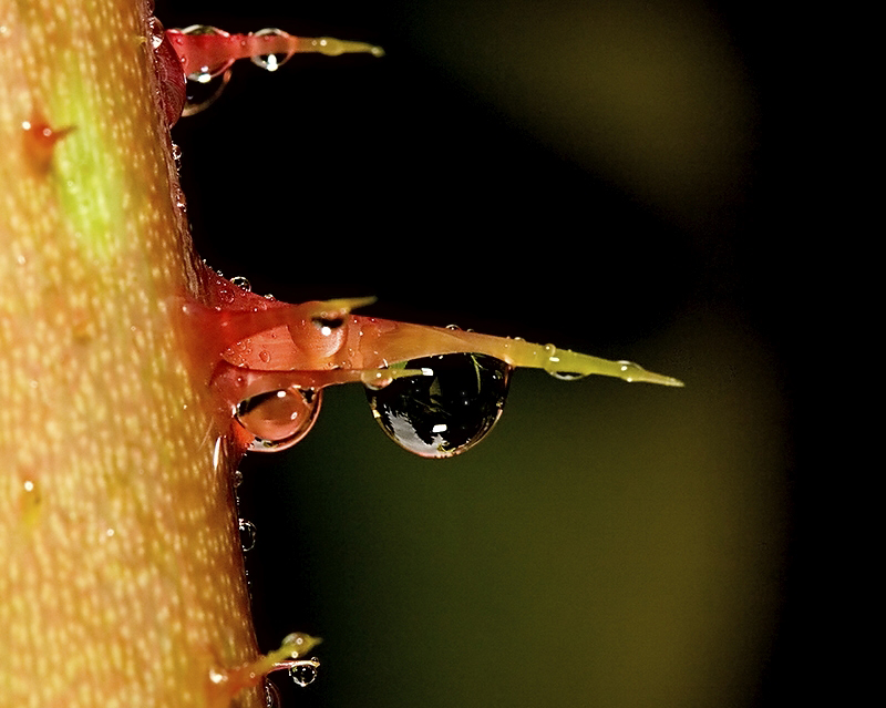 Click image for larger version

Name:	thorn4pm.jpg
Views:	1
Size:	298.3 KB
ID:	1300647