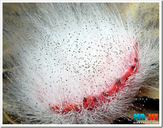 Click image for larger version

Name:	strawberry_thumb.jpg
Views:	1
Size:	93.6 KB
ID:	1300648