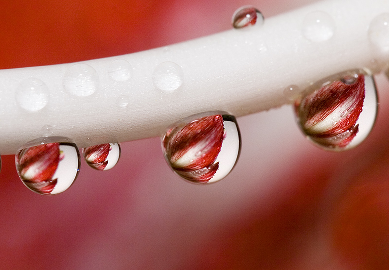 Click image for larger version

Name:	stamen7cm.jpg
Views:	1
Size:	232.1 KB
ID:	1300650