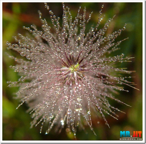 Click image for larger version

Name:	grass_thumb.jpg
Views:	1
Size:	86.4 KB
ID:	1300665