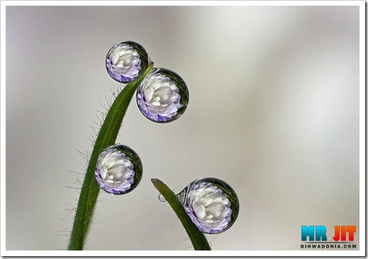 Click image for larger version

Name:	flower_thumb.jpg
Views:	1
Size:	38.1 KB
ID:	1300708