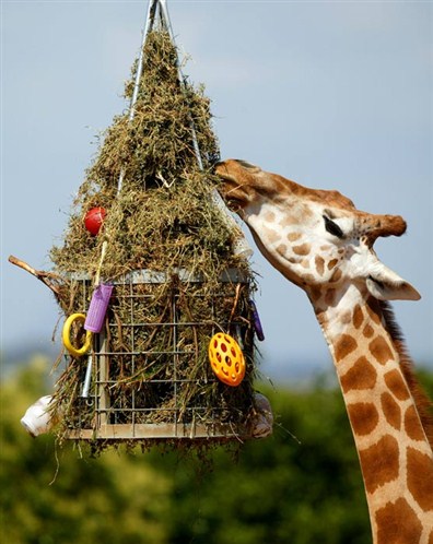 Click image for larger version

Name:	528014.jpg
Views:	1
Size:	58.0 KB
ID:	1301165