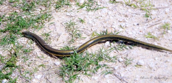 Click image for larger version

Name:	image0023-580x283.jpg
Views:	1
Size:	83.0 KB
ID:	1358418