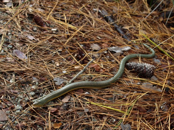 Click image for larger version

Name:	image0062-580x435.jpg
Views:	1
Size:	131.7 KB
ID:	1358422