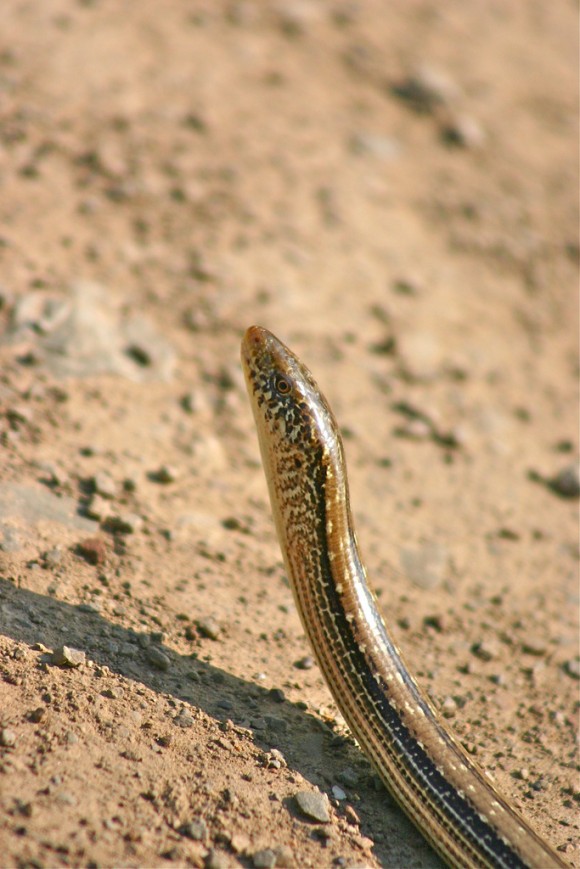 Click image for larger version

Name:	image0072-580x869.jpg
Views:	1
Size:	115.8 KB
ID:	1358423