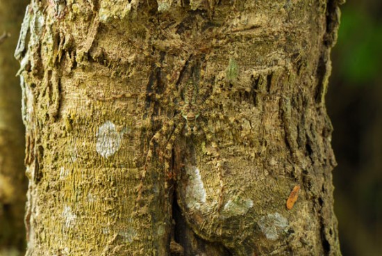 Click image for larger version

Name:	lichen-spider_2077549i-e1323767331302.jpg
Views:	1
Size:	83.6 KB
ID:	1358641